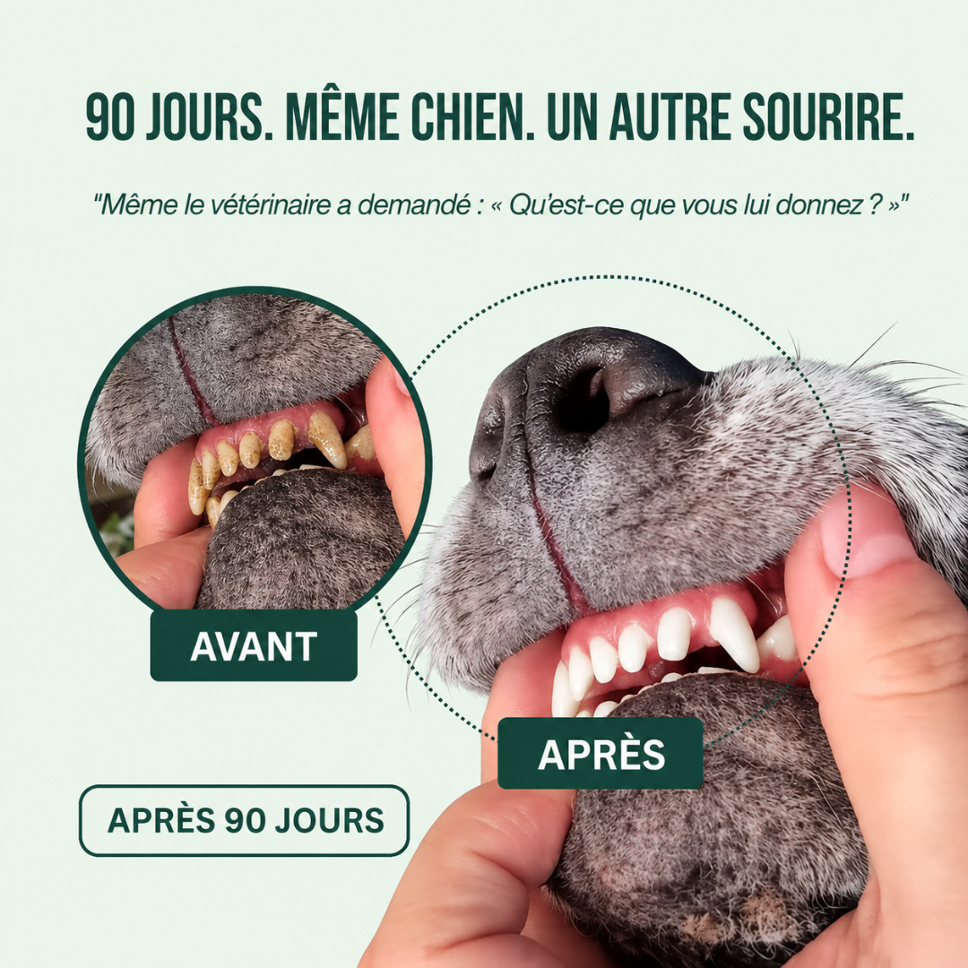 Spray Dentaire BauPaw™ – Élimine les bactéries qui causent tartre et mauvaise haleine chez les chiens